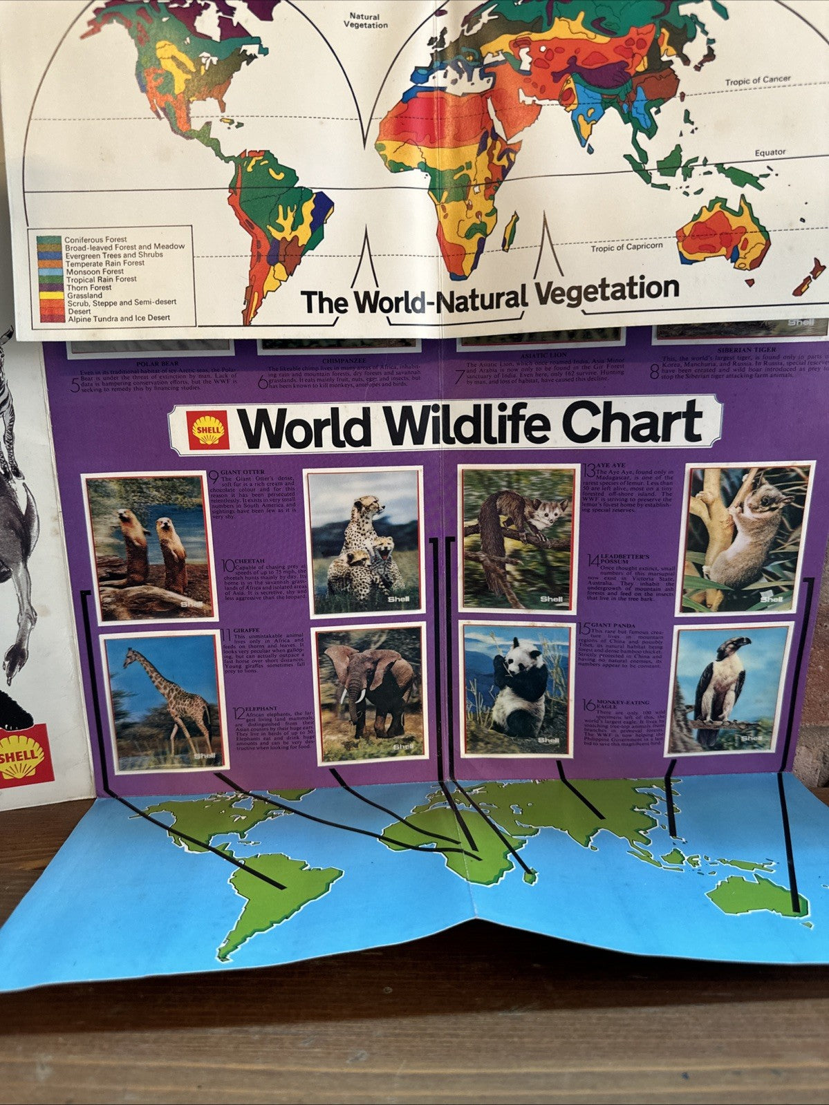 The World Wildlife Album From Shell - Complete With All 16 x 3-D Prints Mounted5