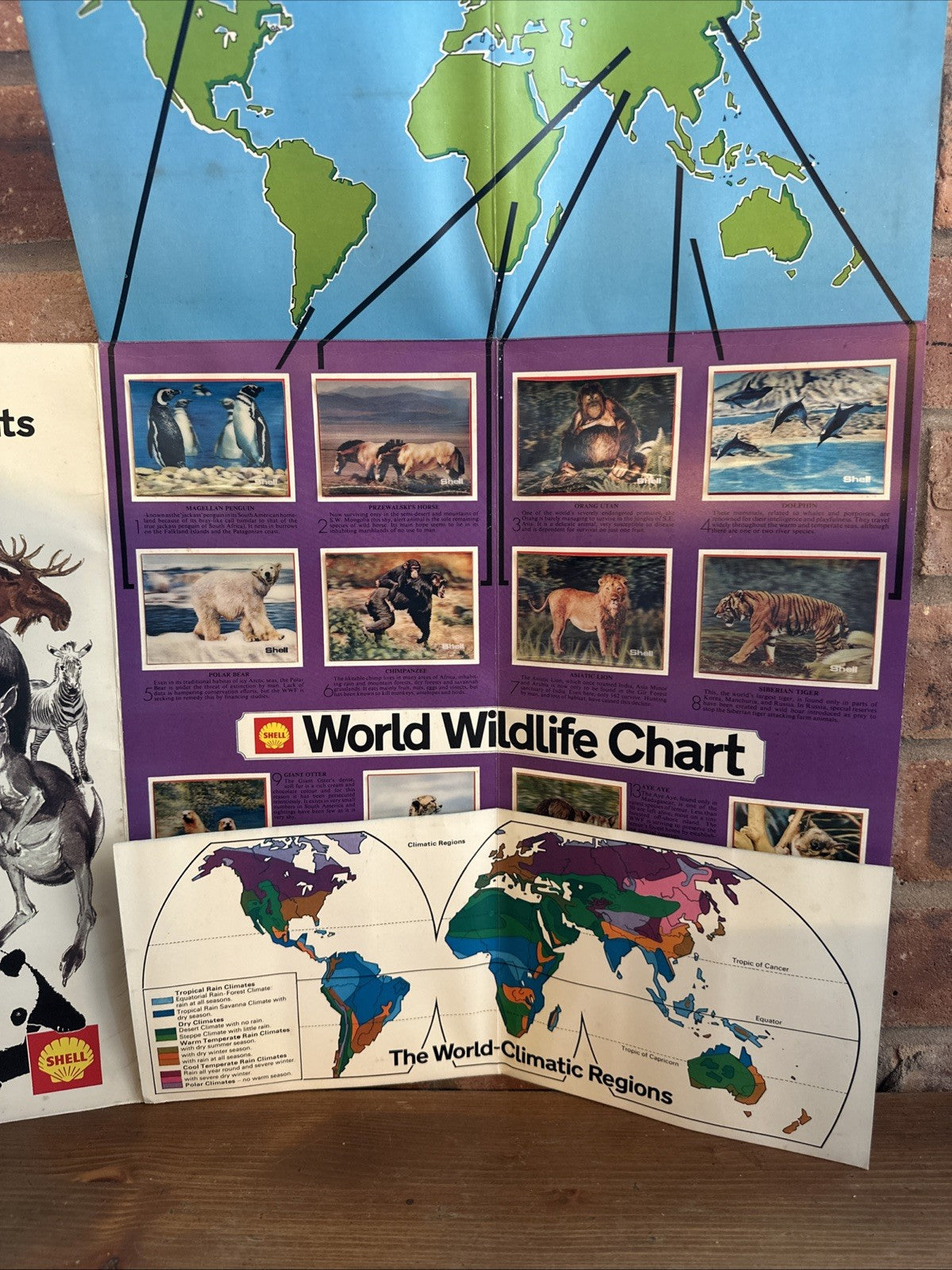 The World Wildlife Album From Shell - Complete With All 16 x 3-D Prints Mounted4